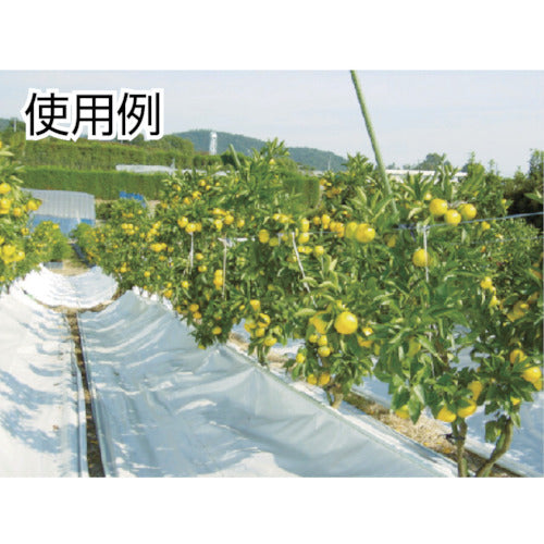 IWATA ラインプロLタイプ(青)2枚入り