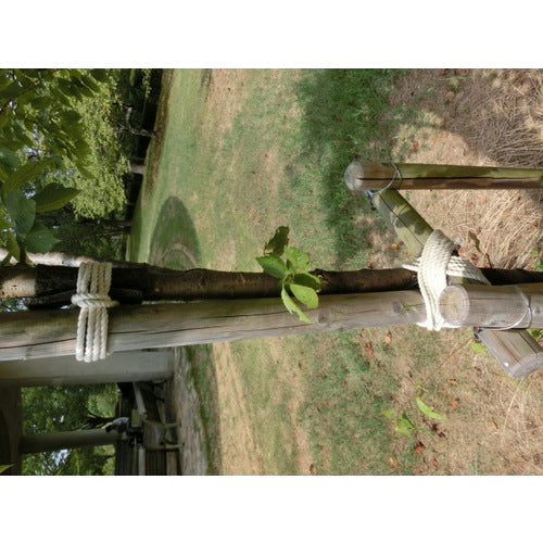 TRUSCO(トラスコ) 綿ロープ 3つ打 線径6mmX長さ10m