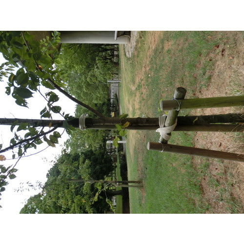 TRUSCO(トラスコ) 綿ロープ 3つ打 線径6mmX長さ20m