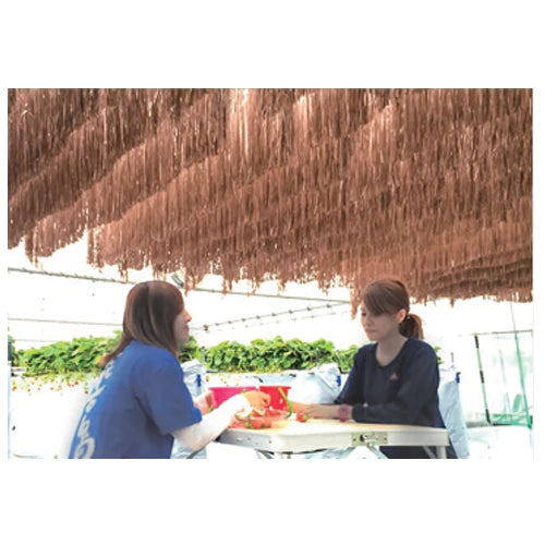 ダイオフララ オーロラ